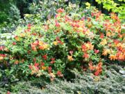 Robb Rosser
With spring comes the dazzling flower show of our acid-loving rhododendrons and azaleas.