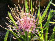 Robb Rosser
Allium Schubertii demonstrates a unique ability to be whimsical and elegant at the same time.