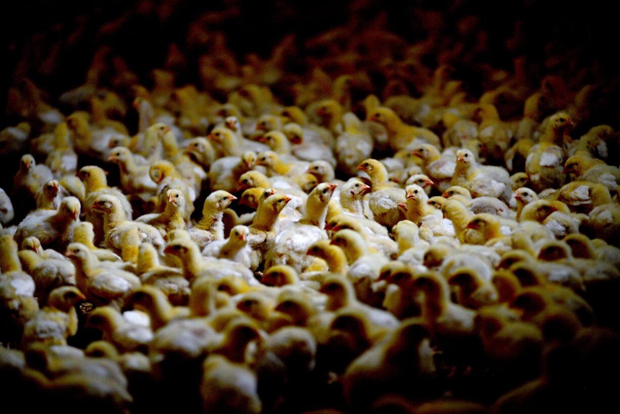 Chicks flock together at a new chicken farm started by David Schumann and Tracy Scapanski-Schumann in Sauk Rapids, Wis.