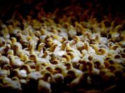 Chicks flock together at a new chicken farm started by David Schumann and Tracy Scapanski-Schumann in Sauk Rapids, Wis.