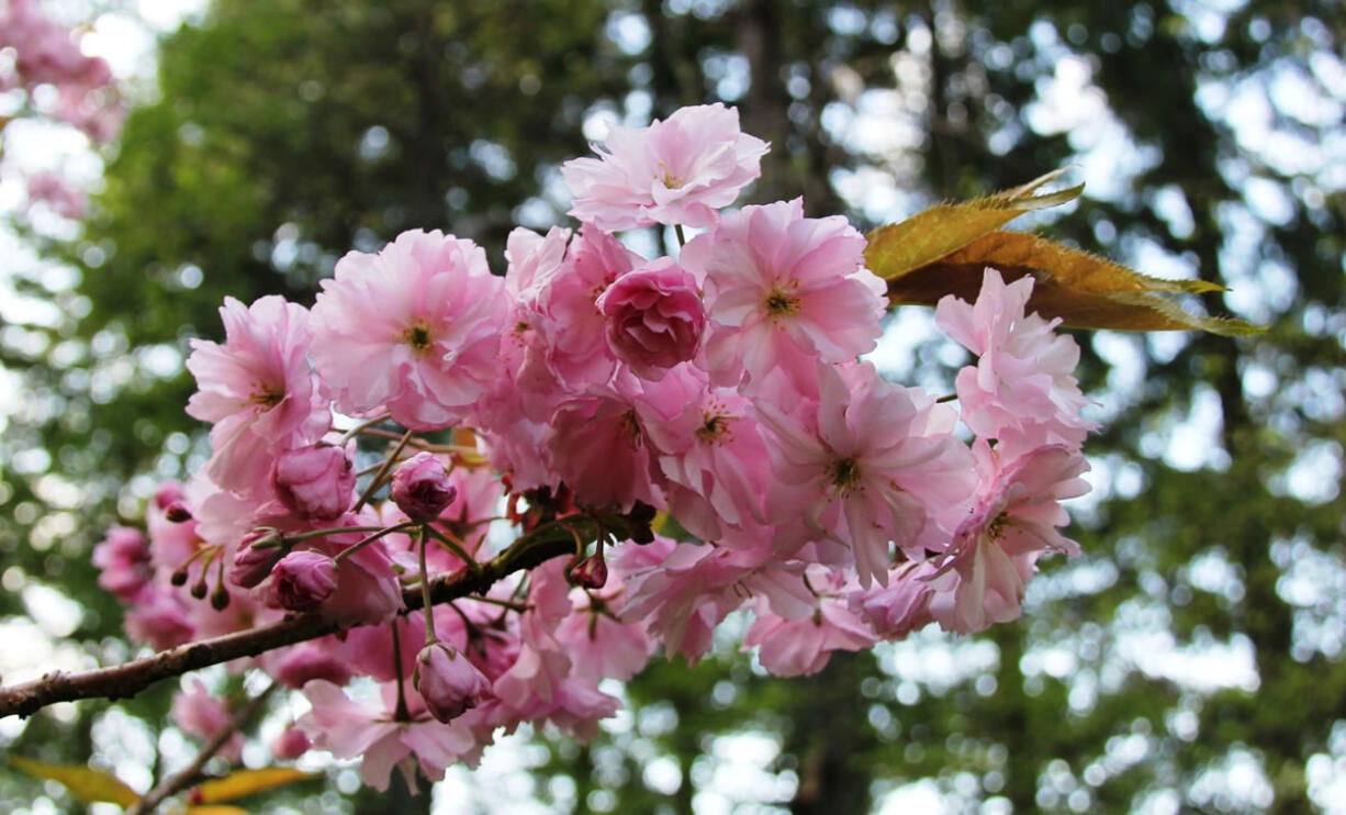 The Japanese flowering cherry tree is one sure sign that spring is here to stay.