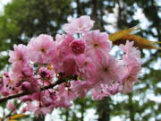 The Japanese flowering cherry tree is one sure sign that spring is here to stay.