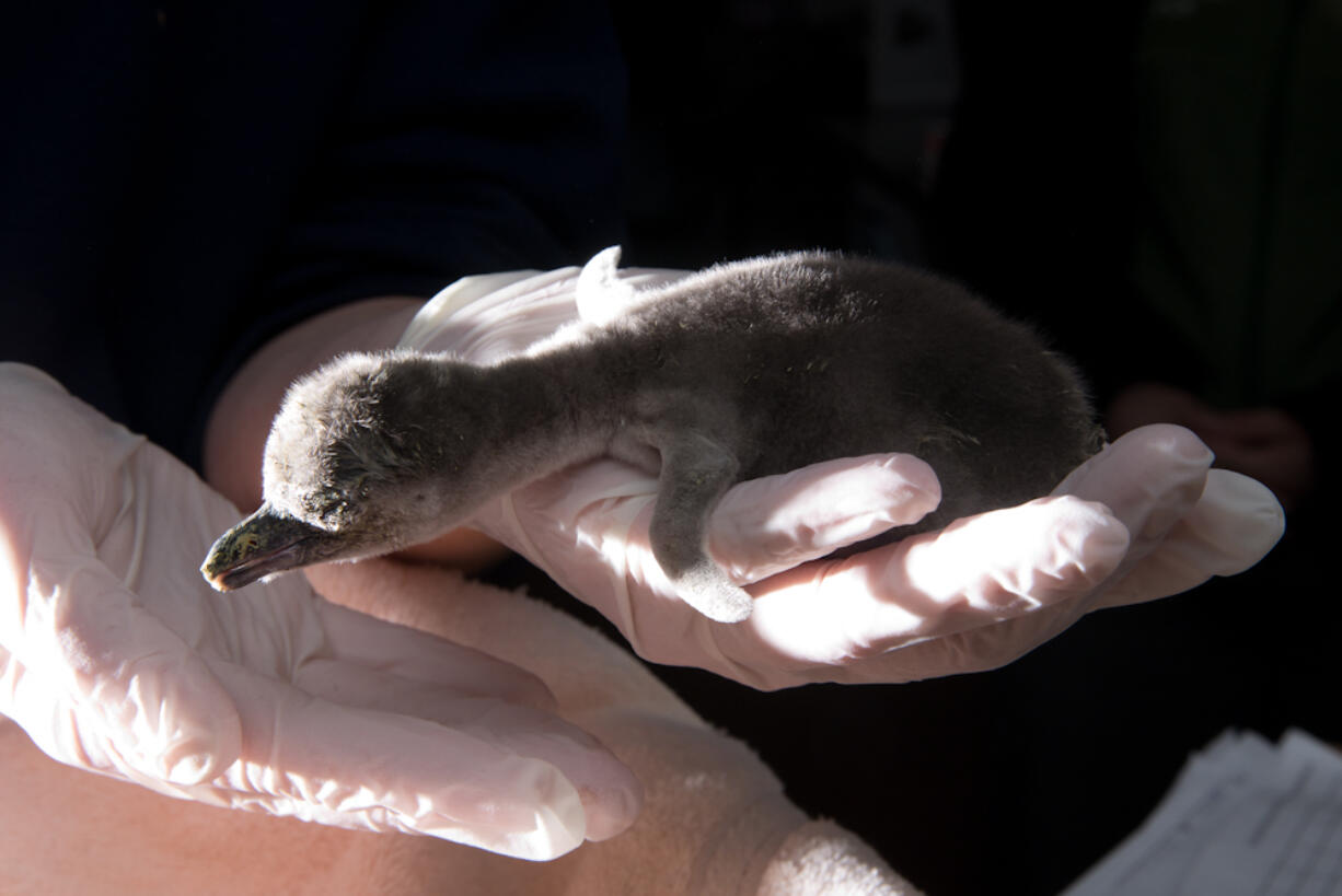 A young Humboldt penguin gets a checkup at the Oregon Zoo. Five new hatchlings have joined the zoo's 18 adult Humboldts over the past month -- the first penguin chicks to hatch at the zoo in four years.