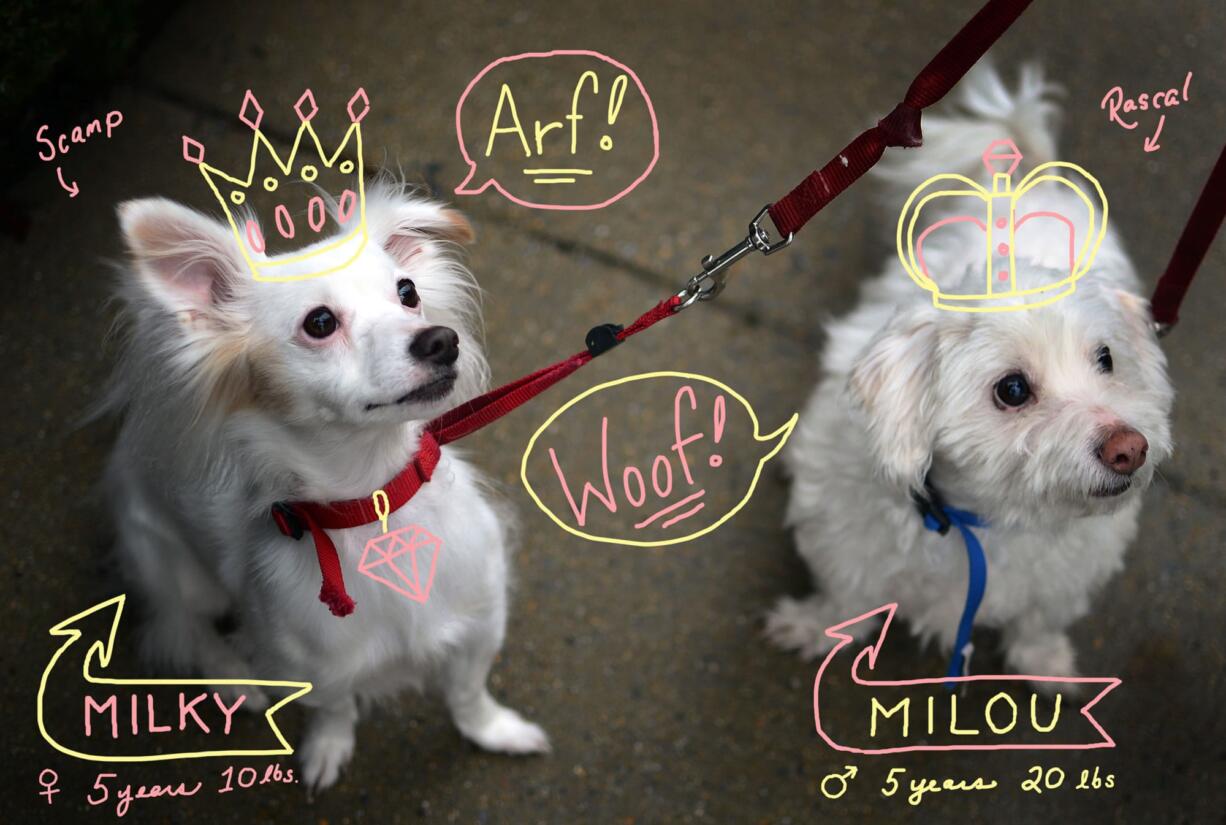 Astrid Riecken/Washington Post
The behavior of Milky, left, a Coton de Tulear mix, and Milou, also a Coton de Tulear, changed when they moved across country and their owner had little time to take them to the dog park.