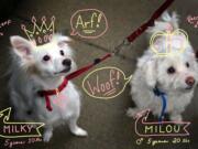 Astrid Riecken/Washington Post
The behavior of Milky, left, a Coton de Tulear mix, and Milou, also a Coton de Tulear, changed when they moved across country and their owner had little time to take them to the dog park.