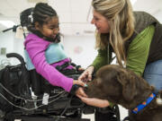 Asheauna Pryor, 8, gives a treat to Lewis, the Chesapeake Bay retriever who is helping her recover from surgery at the Kennedy Kreiger Institute in Baltimore.