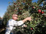 A worker picks apples at a McDougall &amp; Sons orchard in the Quincy area.