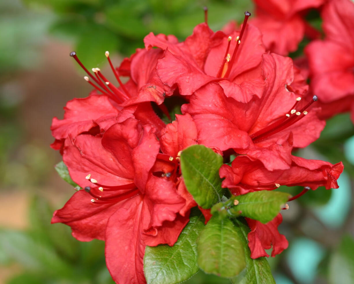 Take advantage of the Master Gardener Foundation of Clark County Mother's Day Plant Sale to add a bright splash of color to your spring garden.