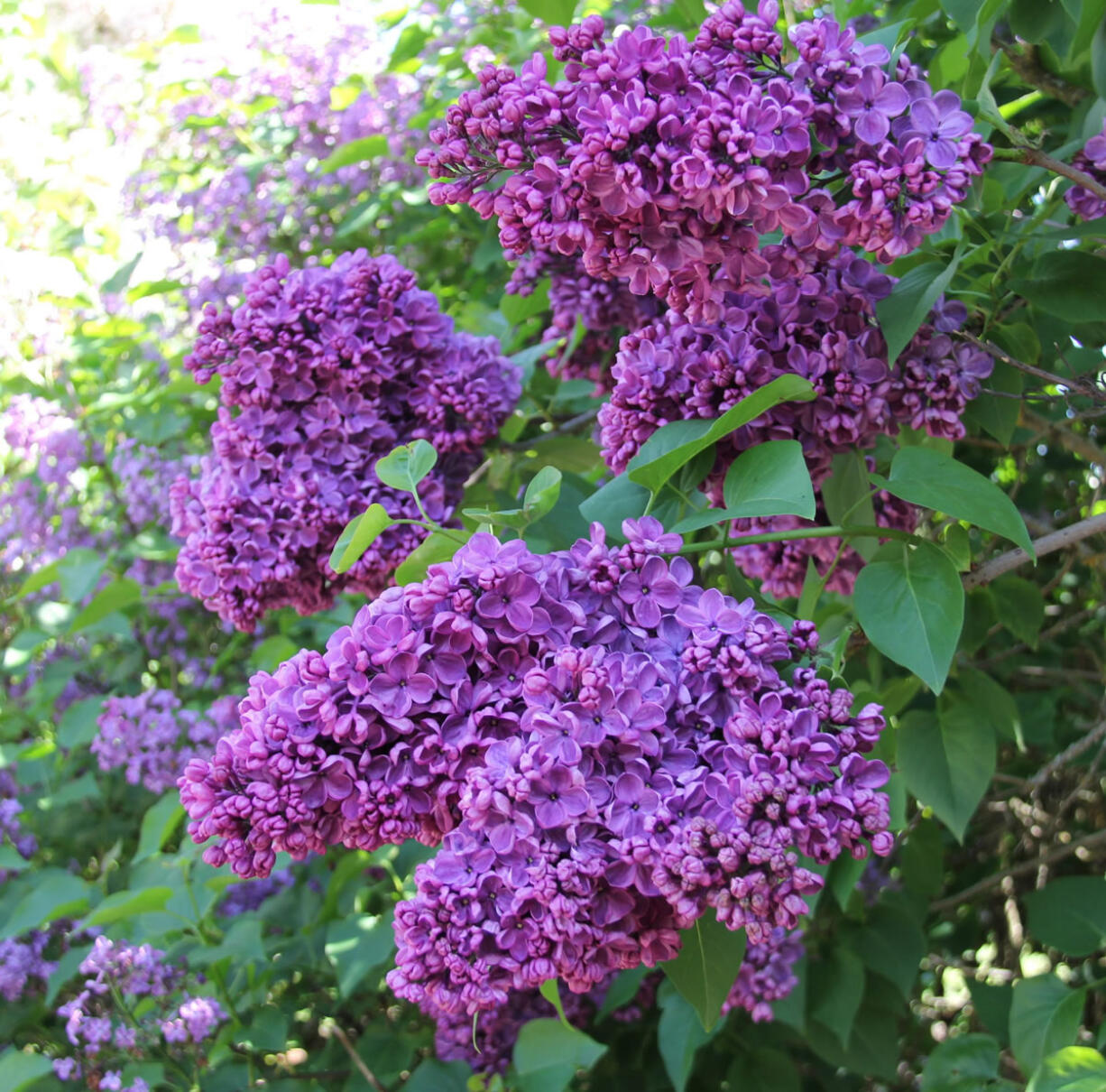 The lilac Arch McKean offers awe-inspiring color and fragrance at Hulda Klager Lilac Gardens.