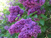 The lilac Arch McKean offers awe-inspiring color and fragrance at Hulda Klager Lilac Gardens.