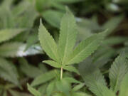 Clark County is extending a ban on collective marijuana gardens for up to another year.