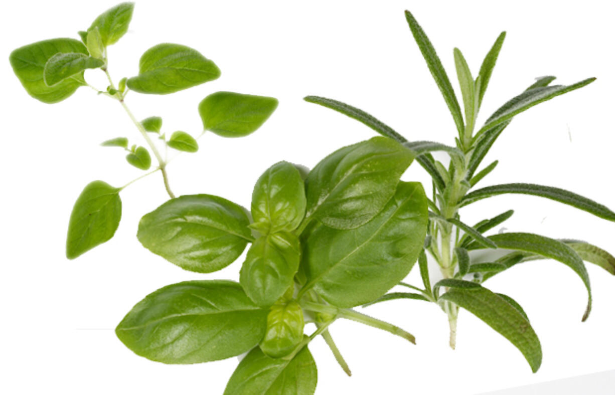 Oregano, basil and rosemary