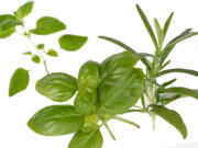 Oregano, basil and rosemary