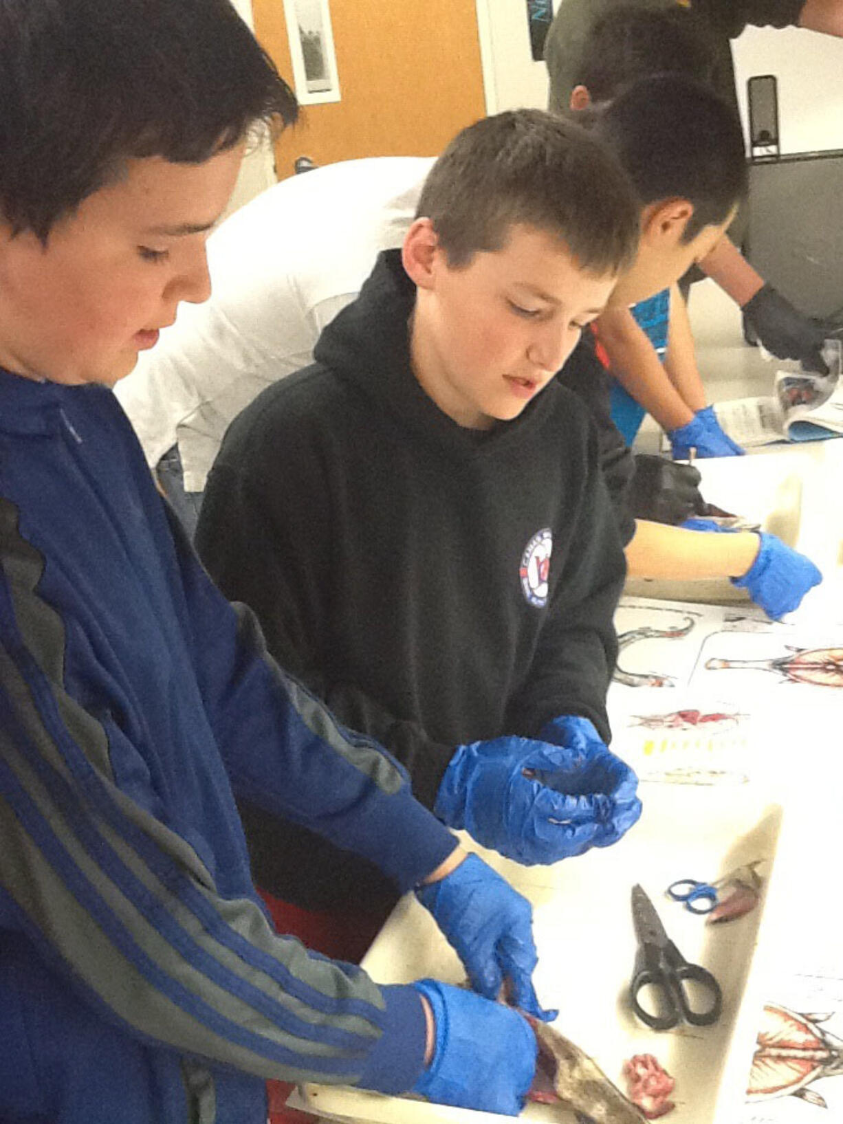 Skyridge Middle School students dissect salmon as part of a field trip at the Columbia River Fisheries Center in Vancouver.