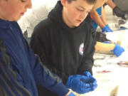 Skyridge Middle School students dissect salmon as part of a field trip at the Columbia River Fisheries Center in Vancouver.