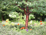 The tall, sturdy stems of the Oriental poppy raise the flower heads high enough to show above a low-growing groundcover.