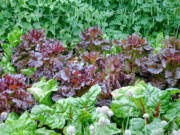 Lettuce, chard, chives and peas are just a few of the veggies that add color and interest to the decorative garden.