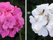 Ball Horticultural's Double Take Pink Plus Eye, left, and Double Take White are new interspecific hybrid varieties.