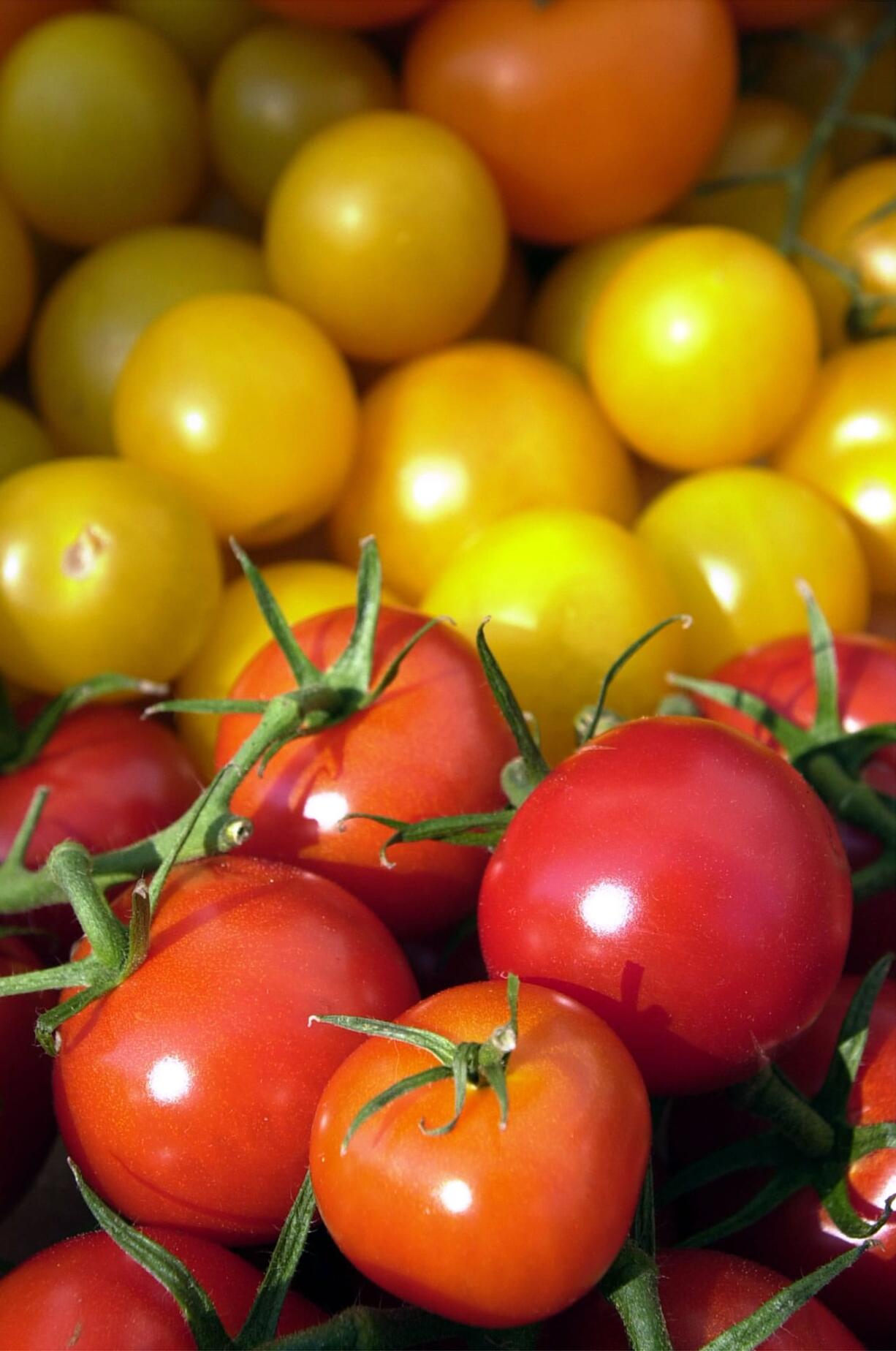 A mixture of Yellow Boy, Sun Gold and Piccolino tomatoes at the Salmon Creek Hydroponic stand call for shoppers to buy them.