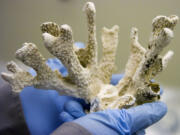 A National Park Service museum technician shows a piece of Hawaiian coral in the Fort Vancouver artifact collection.