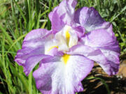 Flowers of the Japanese iris are short lived but well worth the impact they have on the garden.