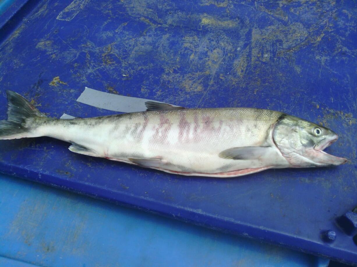 A chum salmon caught near John Day Dam.