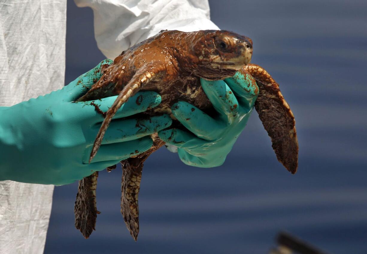 Kemp's Ridley turtles were near the Deep Horizon accident site in June 14, 2010.