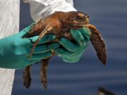 Kemp's Ridley turtles were near the Deep Horizon accident site in June 14, 2010.