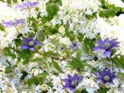 Robb Rosser
The flower display of the classic Shasta Viburnum is intensified by the addition of the climbing Clematis 'Multi-Blue.'