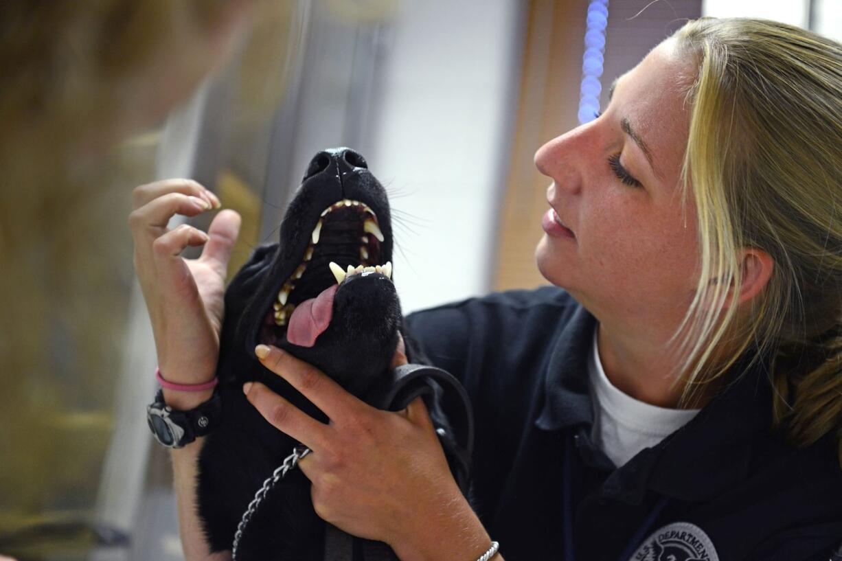 Handler Alexandra Hassler holds Upton, an explosives-sniffing dog for the Transportation Security Administration, during an eye exam at the Fort Belvoir Vet Clinic at Fort Belvoir, Va., on June 21.