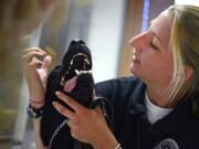 Handler Alexandra Hassler holds Upton, an explosives-sniffing dog for the Transportation Security Administration, during an eye exam at the Fort Belvoir Vet Clinic at Fort Belvoir, Va., on June 21.