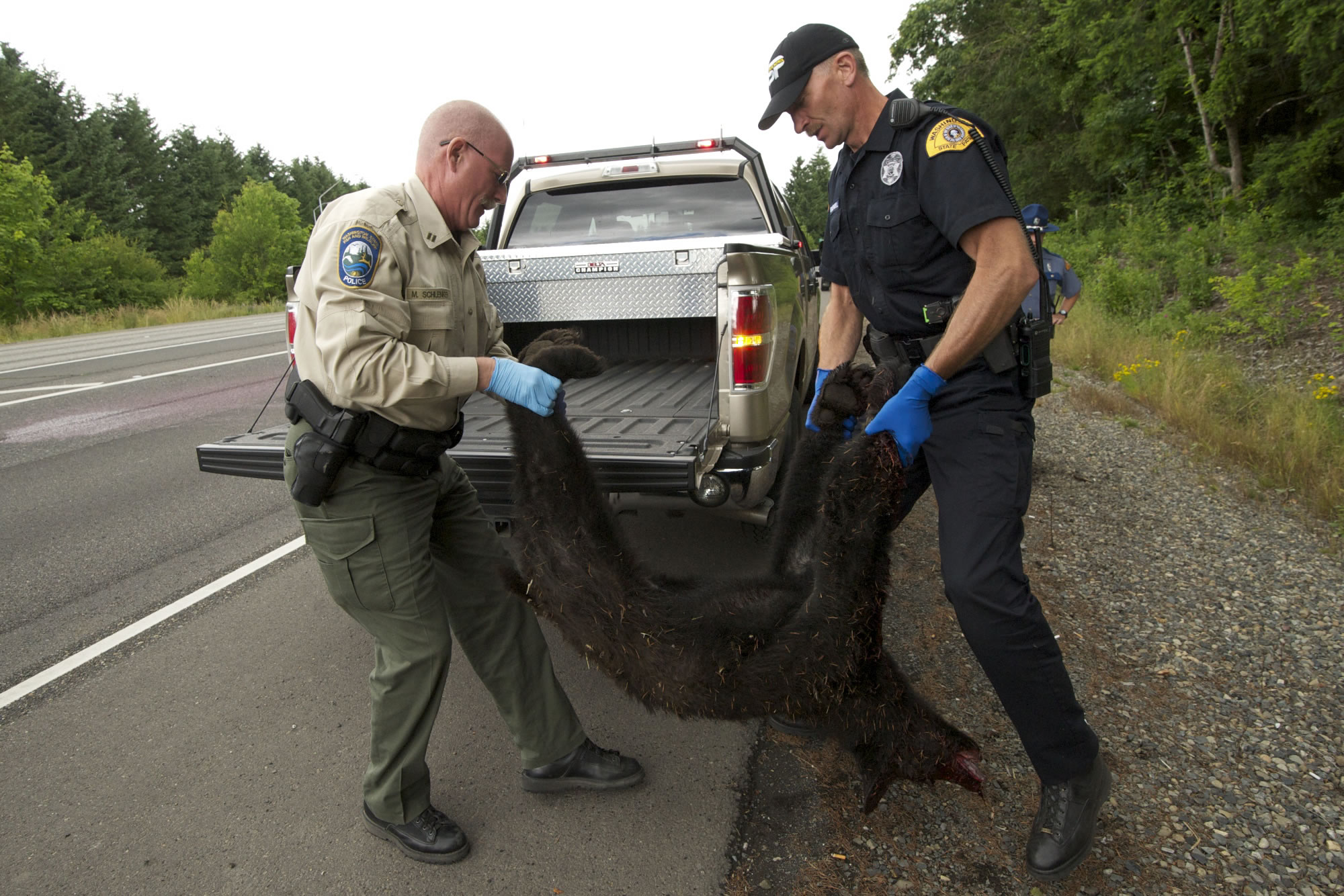 Murray Schlenker, left, with Washington State Fish and Wildlife and Gordon Gruendell, a Washington State Patrol trooper, pick up the remains of a black bear killed on an Interstate 205 off-ramp on June 19.