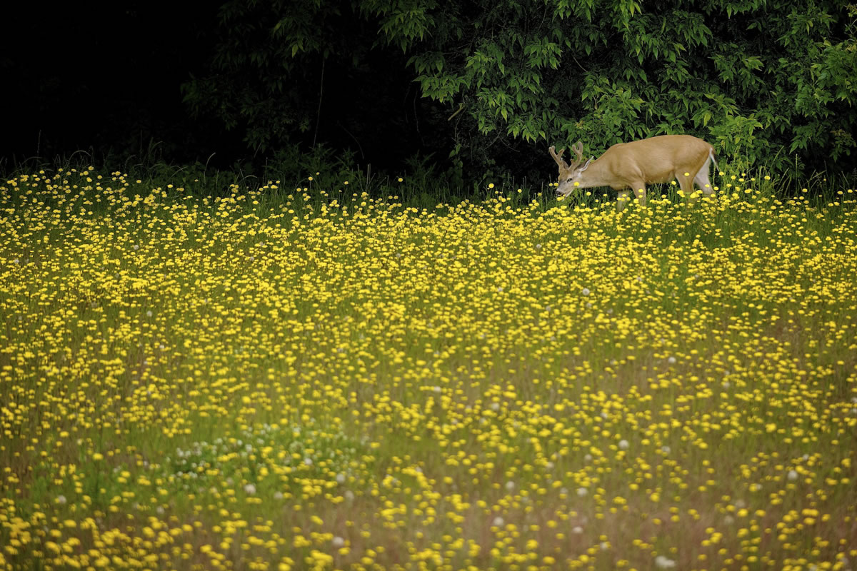 A black-tailed deer feeds at the edge of a field of dandelions this June in Vancouver.