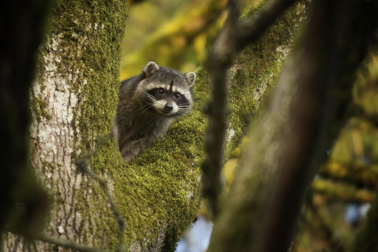 A raccoon perched in an oak tree watches the sun rise this spring in Vancouver.