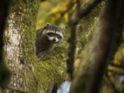 A raccoon perched in an oak tree watches the sun rise this spring in Vancouver.