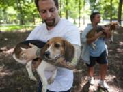 Ryan Shapiro carries one of the seven beagles rescued from a Virginia-based research laboratory on Monday in Potomac, Md., where the dogs were released to foster families.