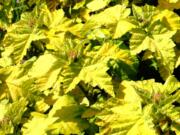 Lavatera &quot;aurea&quot; features singular, golden-green photosynthetic foliage that catches light in a mysterious and fascinating way.