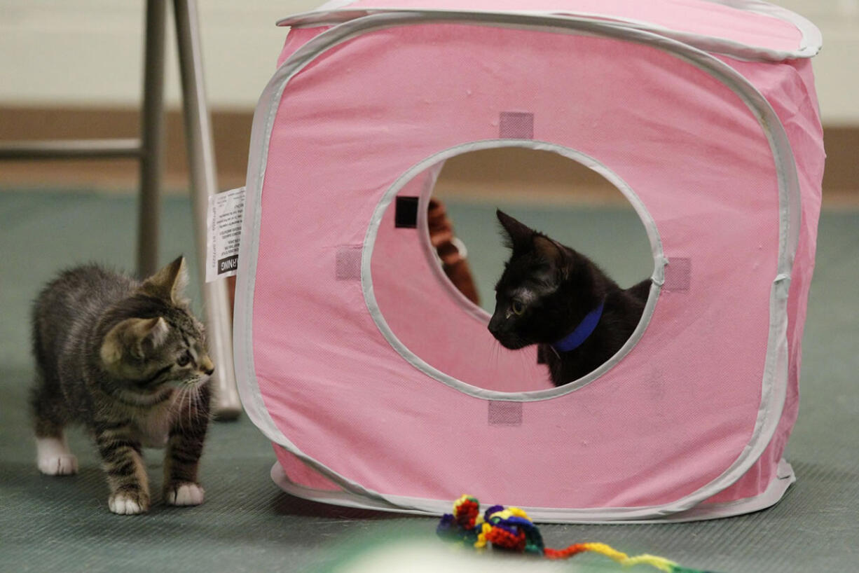 Kittens socialize during a kitten class at L'Chaim Canine and Feline at the Cuyahoga Valley Vet Clinic on July 8 in Richfield, Ohio.