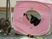 Kittens socialize during a kitten class at L'Chaim Canine and Feline at the Cuyahoga Valley Vet Clinic on July 8 in Richfield, Ohio.