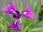 Rob Rosser
Gardeners love the stately summer iris, immortalized in the classic &quot;fleur de lis.&quot;