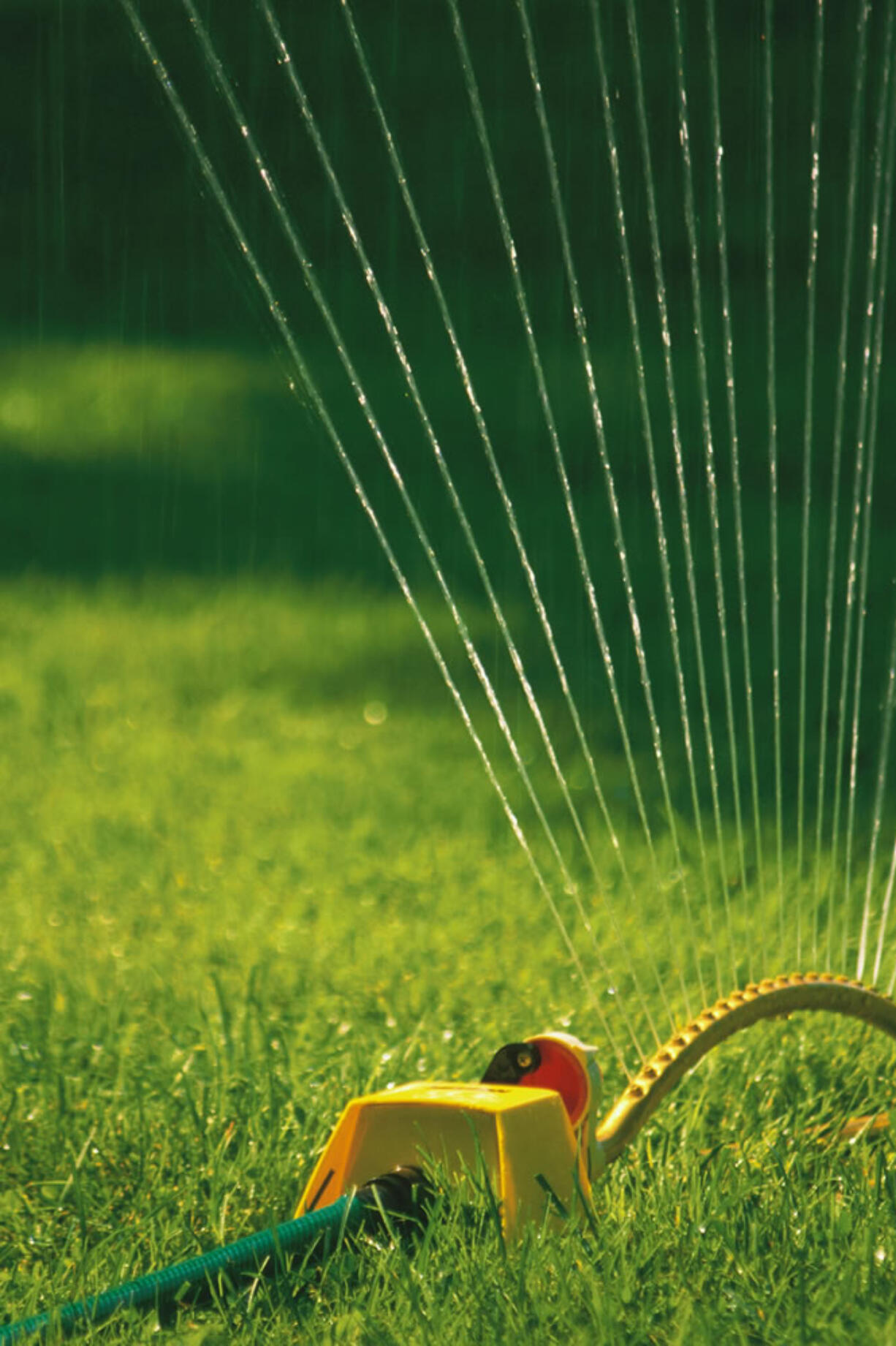 Sprinkler in lawn