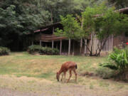 Deer wander freely around the 142 acres of grounds of Camp Melacoma, and are even hand-fed by Dodi and Andy Jensen, who formed the non-profit Camp Melacoma Association to purchase the site. Nieman Lodge (pictured above) includes a dining room for 200 people, sleeping quarters and kitchen. Due to high levels of naturally occurring arsenic found in the water, the facility has not operated as a camp since 2010.