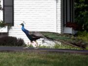 A peacock wanders up the driveway of a house in a Silver Spring, Md., neighborhood in late July. The bird has been spotted since at least December.