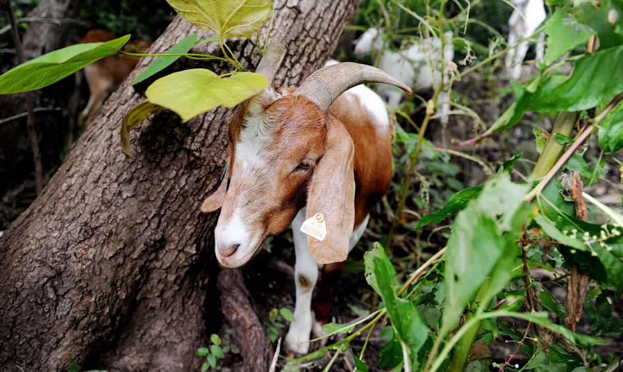 &quot;Eco-Goats&quot; begin the process of clearing land adjacent to the historic Congressional Cemetery on Aug.