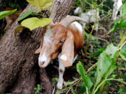 &quot;Eco-Goats&quot; begin the process of clearing land adjacent to the historic Congressional Cemetery on Aug.