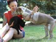 Five days after surgery, London is running around and playing with Panda Paws Rescue founder Amanda Giese.