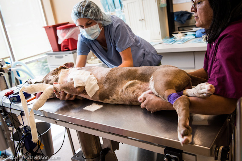 Veterinary technicians Nicole Helfrich, left, and Rosanna Sullivan prepare London for surgery Aug.