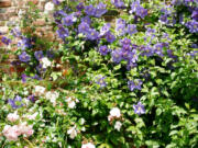 The classic combination of clematis and roses plays a starring role against the backdrop of a red brick wall.