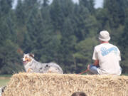 Post-Record file photo
Dogs of all kinds are popular companions for spectators at the Lacamas Valley Sheep Dog Trial. The event starts Thursday, and culminates with the championship round Sunday.