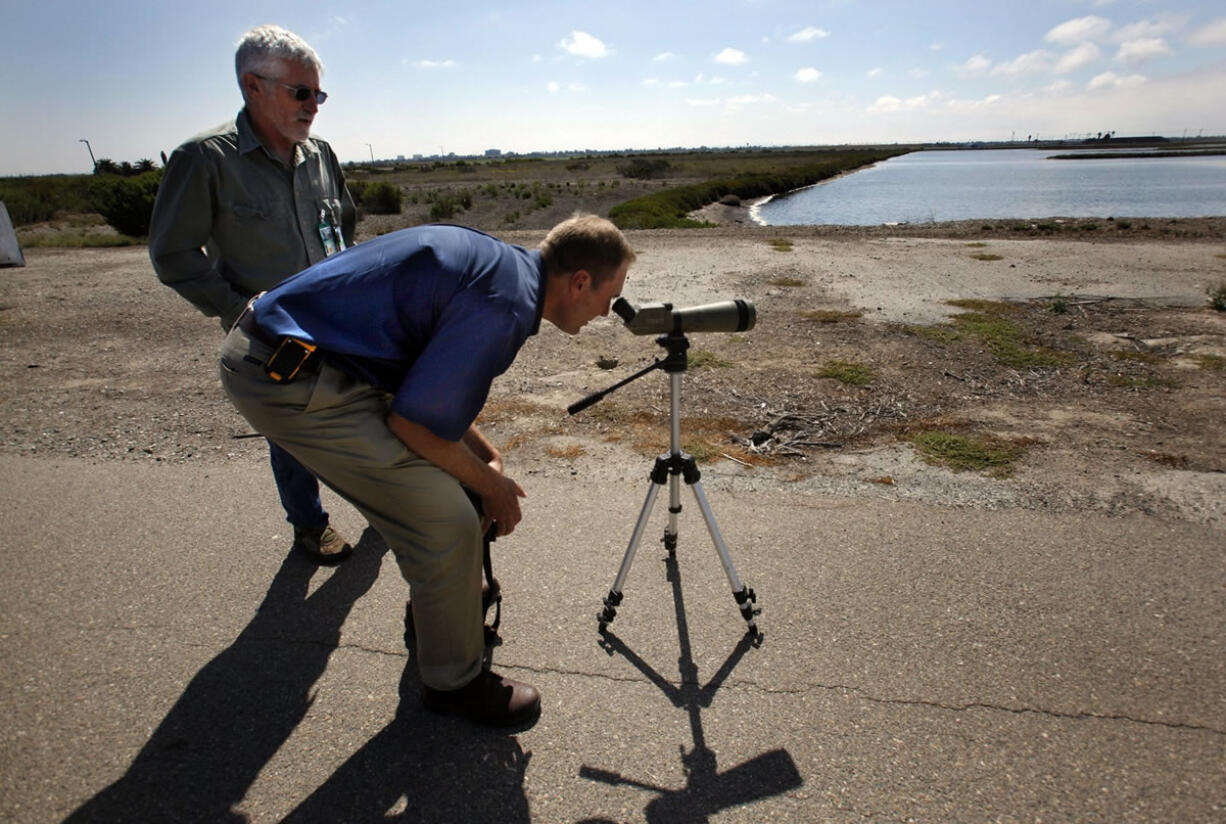 Biologist Peter Bloom watches some newborn burrowing owls on Aug.